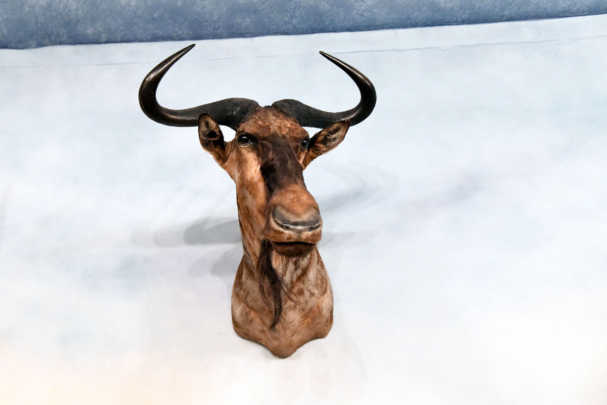 167 The Blue Wildebeest at the Pierson Museum.JPG